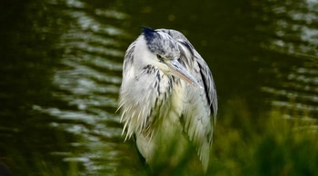 アオサギ 清澄庭園(清澄公園) 2019年2月27日(水)