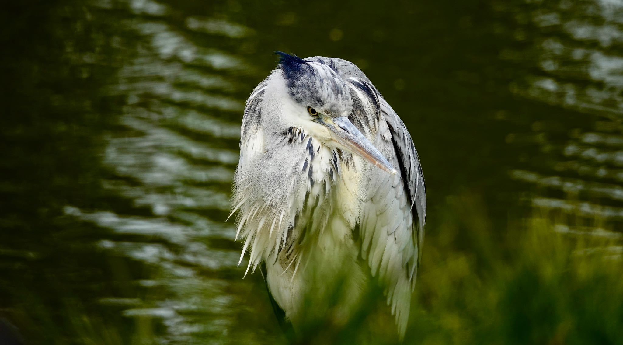 清澄庭園(清澄公園) アオサギの写真 by のどか