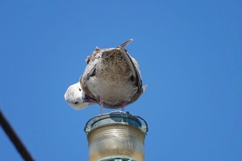 セグロカモメ 銚子漁港 2019年3月2日(土)