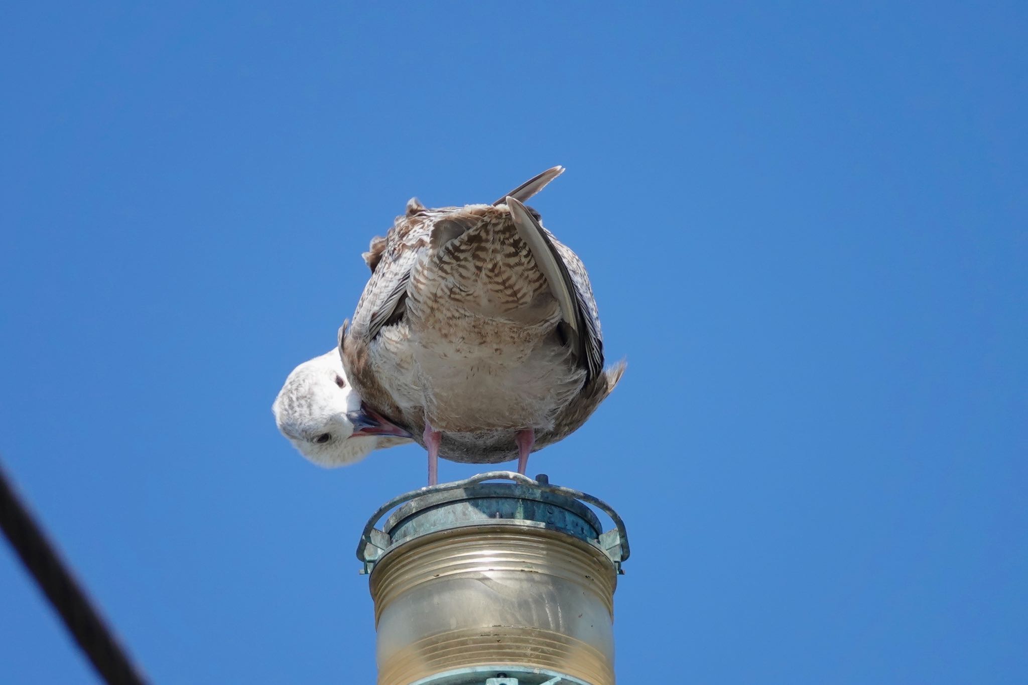 銚子漁港 セグロカモメの写真 by のどか