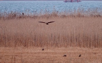 Sat, 3/2/2019 Birding report at 浮島湿原