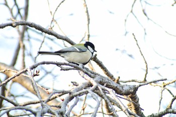 シジュウカラ 場所が不明 2019年3月5日(火)