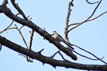 Long-tailed Tit Mitsuike Park Tue, 3/5/2019