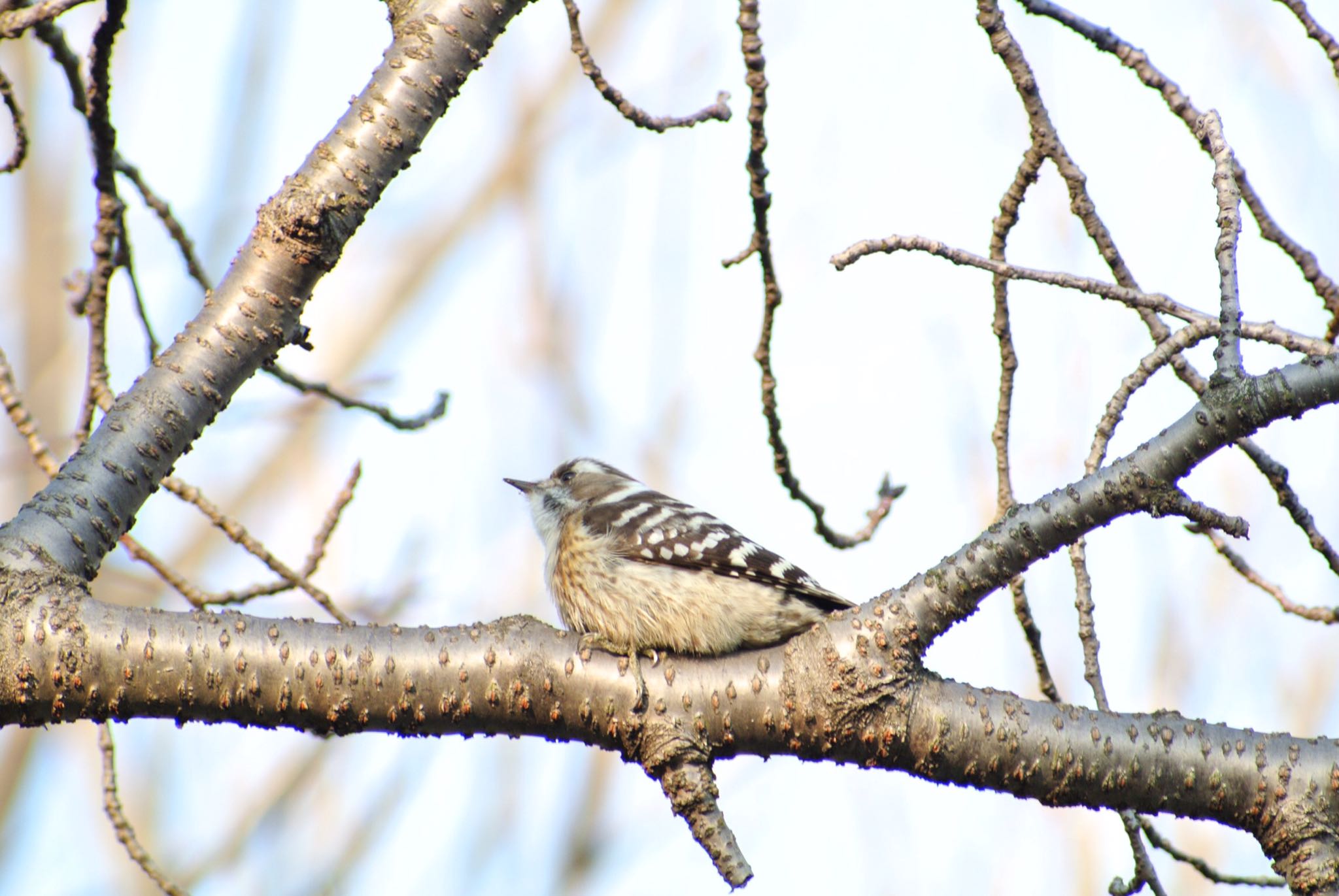 Photo of Japanese Pygmy Woodpecker at  by アカウント2198
