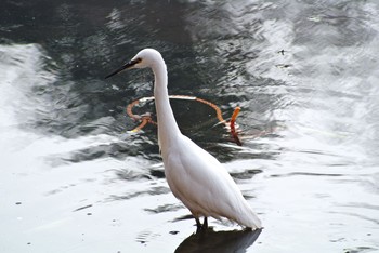 コサギ 三ツ池公園(横浜市鶴見区) 2019年3月5日(火)