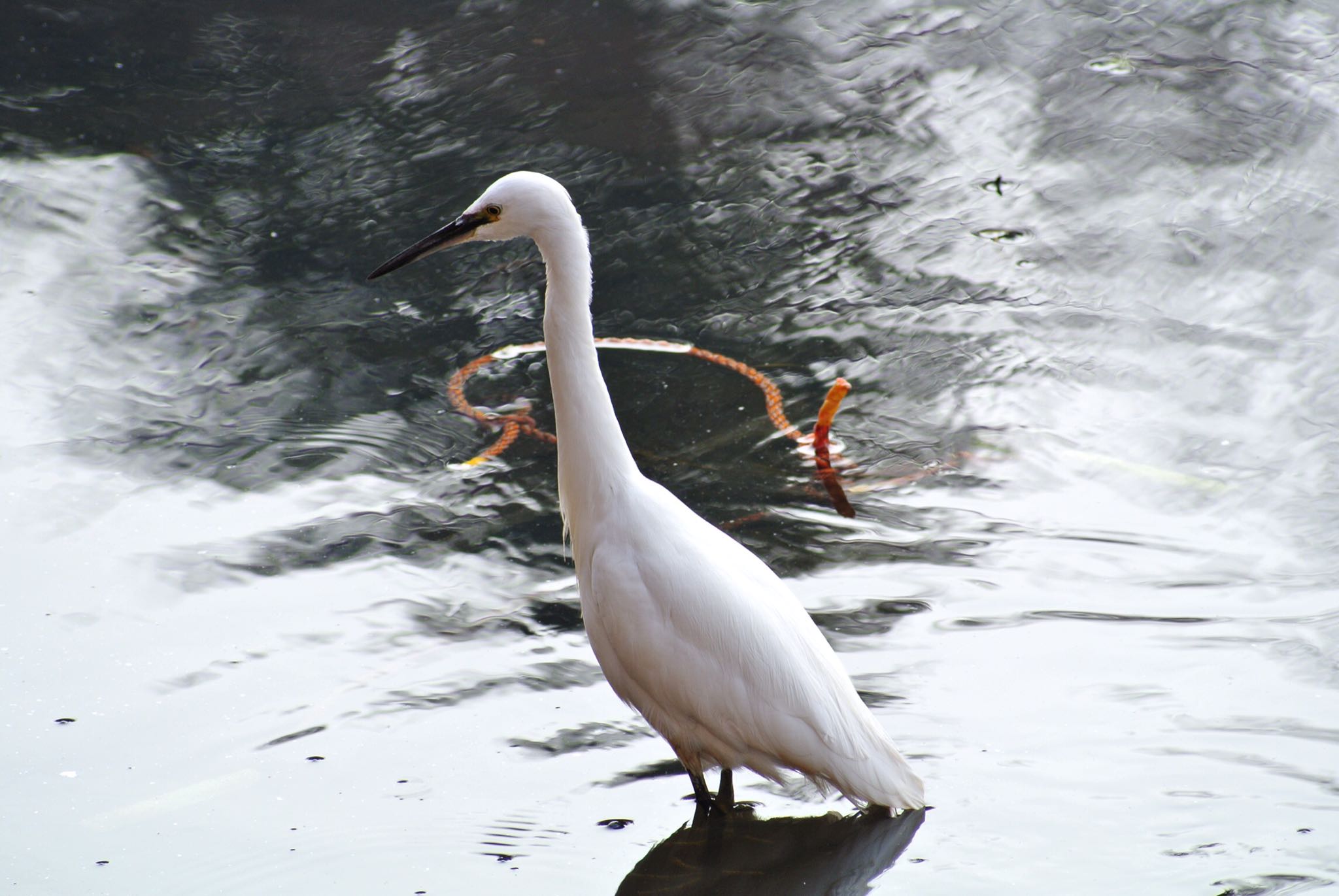 Photo of Little Egret at Mitsuike Park by アカウント2198