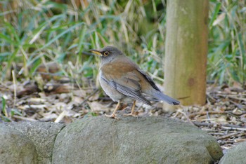 Pale Thrush Mitsuike Park Tue, 3/5/2019