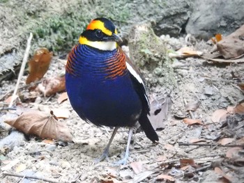 マラヤシマヤイロチョウ