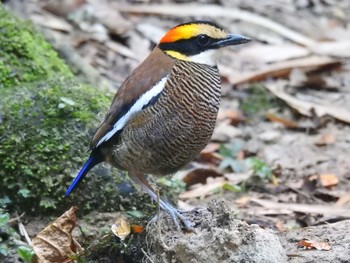 マラヤシマヤイロチョウ タイ南部 2019年2月24日(日)