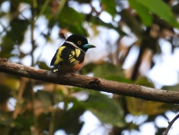 Black-and-yellow Broadbill タイ南部 Mon, 2/25/2019