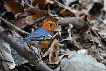 2019年2月21日(木) タイの野鳥観察記録