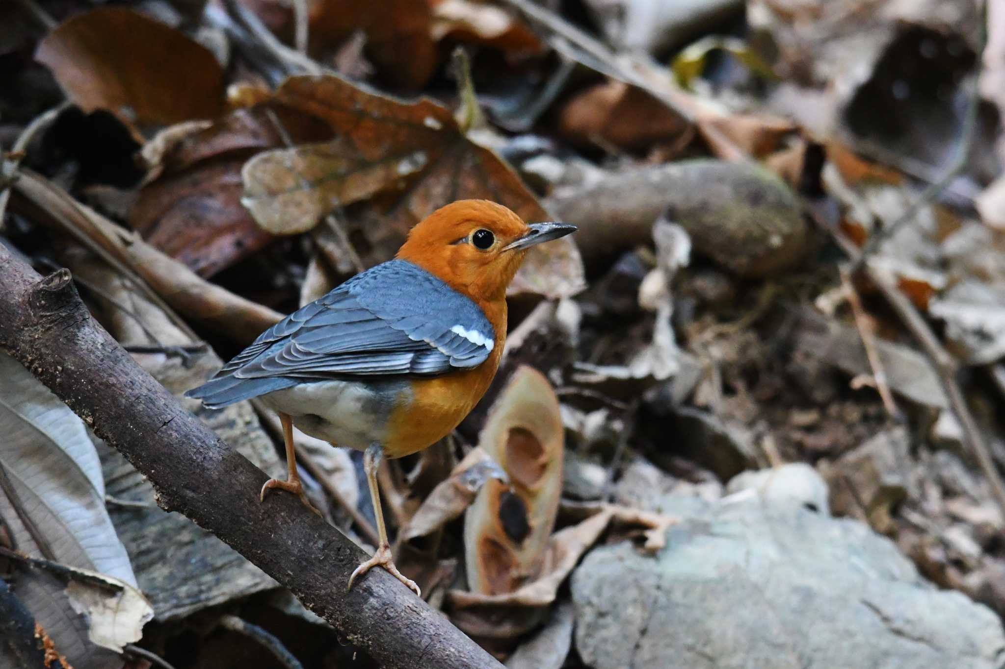 Photo of Orange-headed Thrush at タイ by あひる