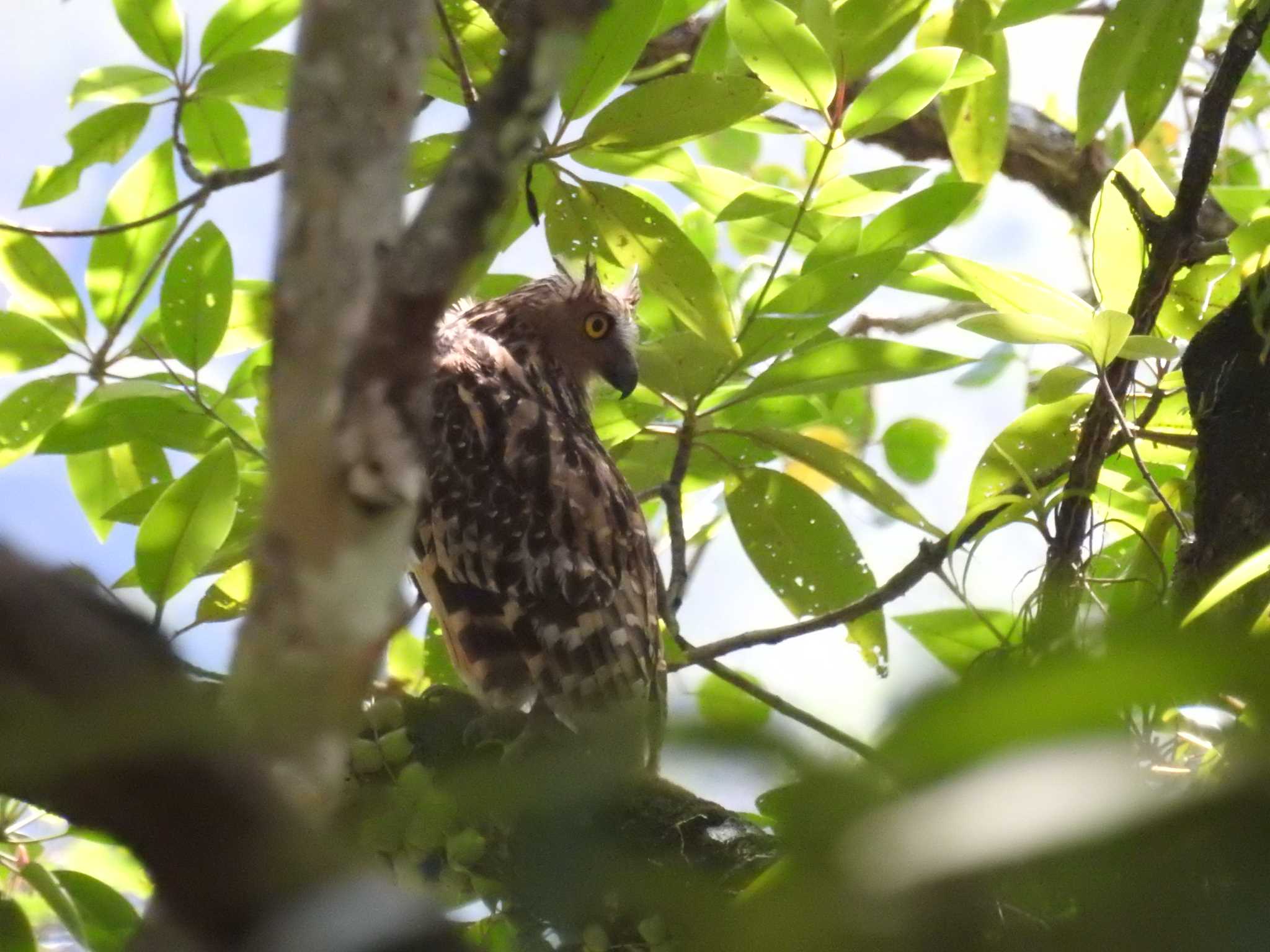 タイ南部 マレーウオミミズクの写真 by でみこ