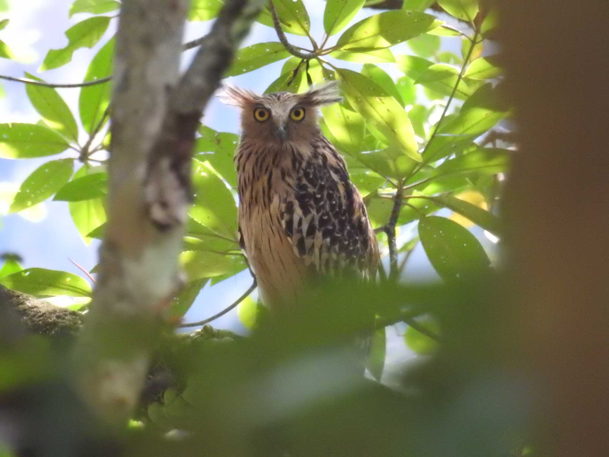 タイ南部 マレーウオミミズクの写真 by でみこ