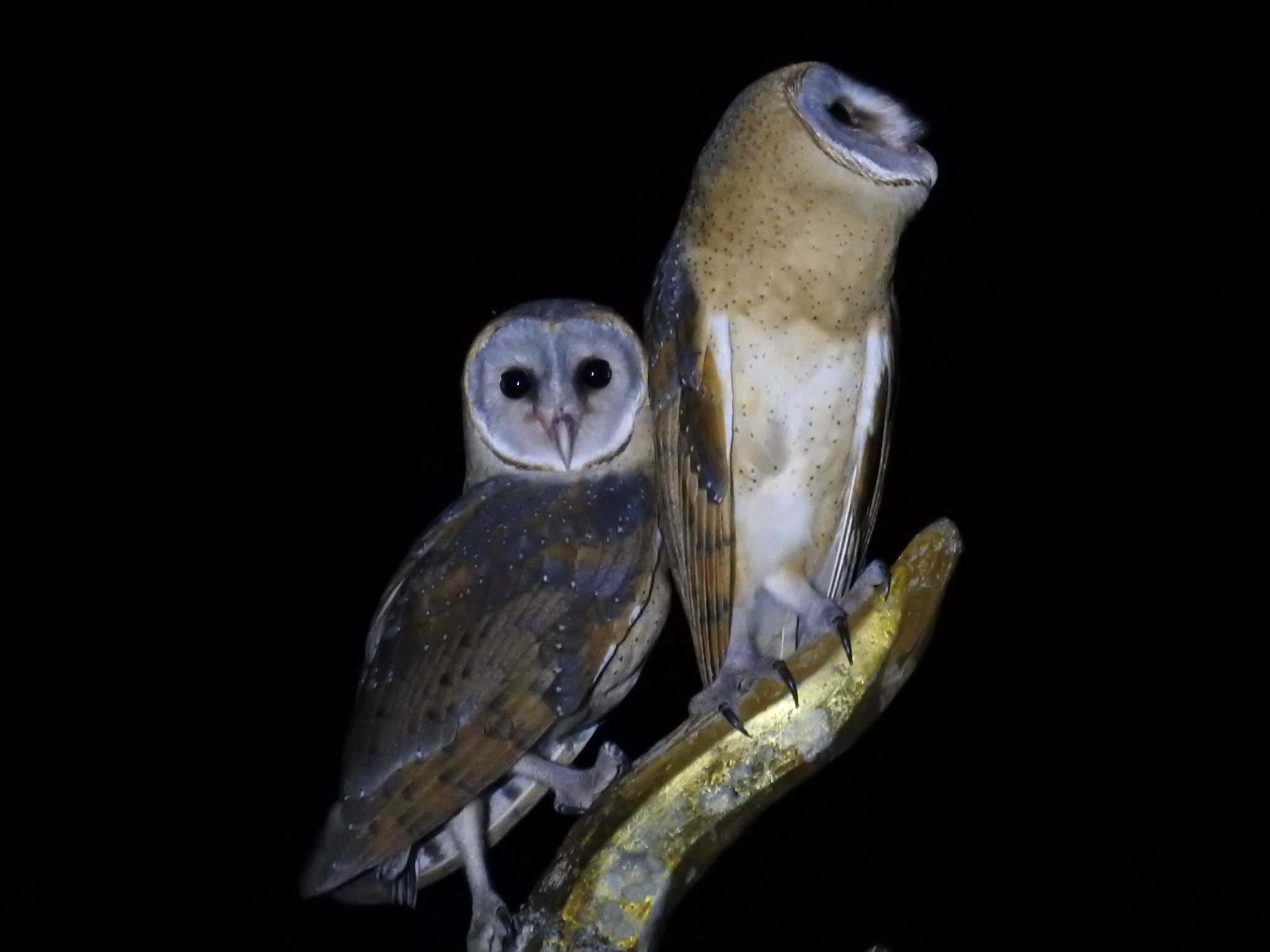 Ural Owl