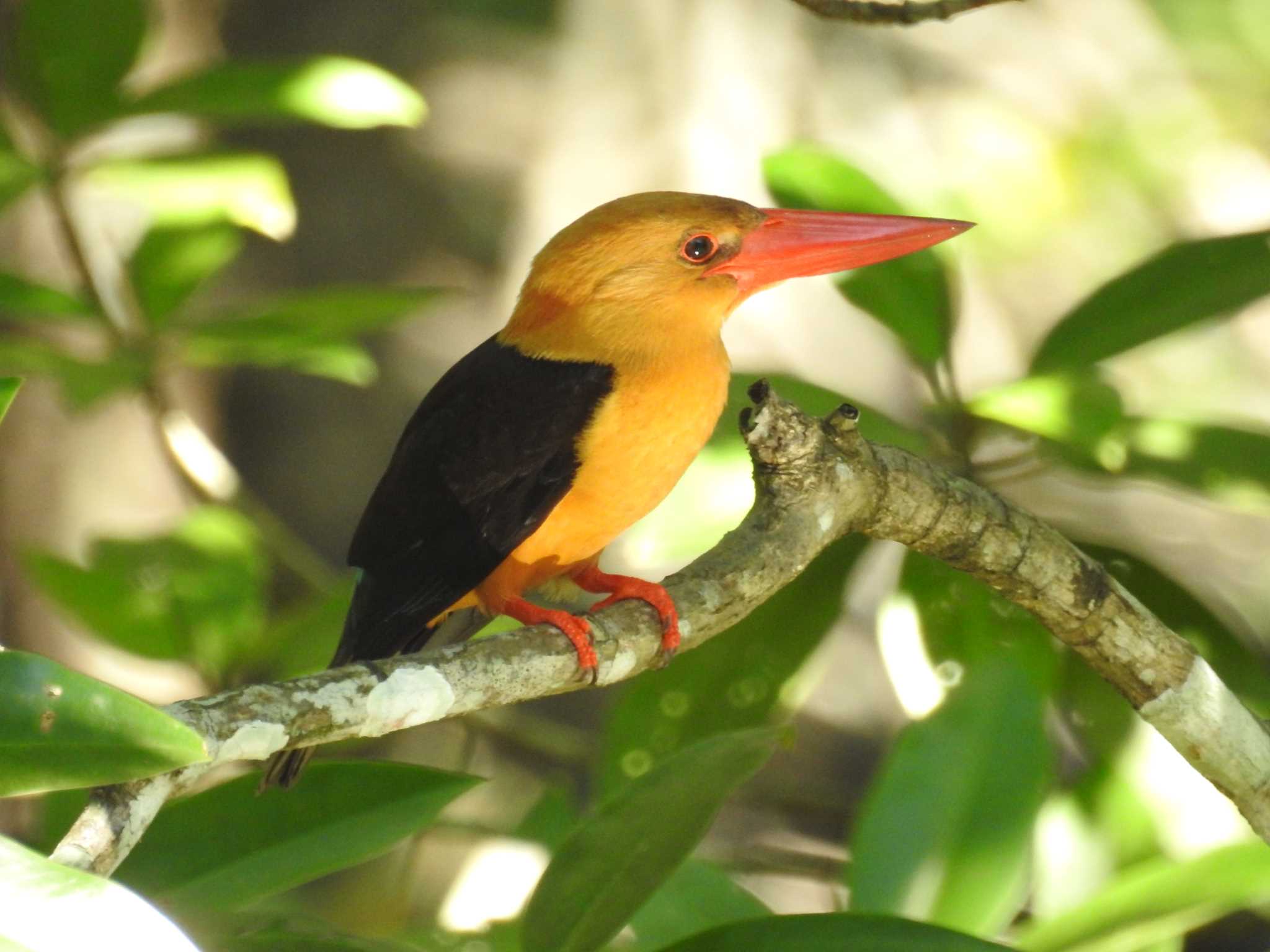 Photo of Brown-winged Kingfisher at タイ南部 by でみこ