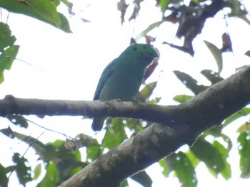 Green Broadbill