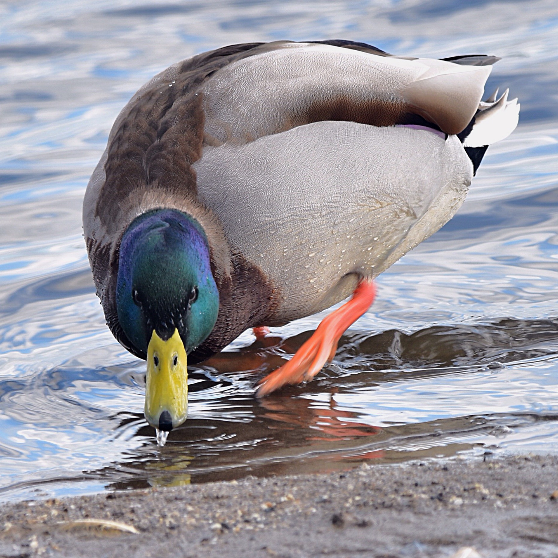 Photo of Mallard at 大沼(宮城県仙台市) by kens nature photography