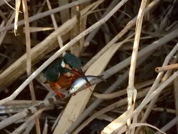 Common Kingfisher 伝宇川 Thu, 2/21/2019