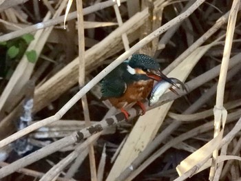 Common Kingfisher 伝宇川 Thu, 2/21/2019