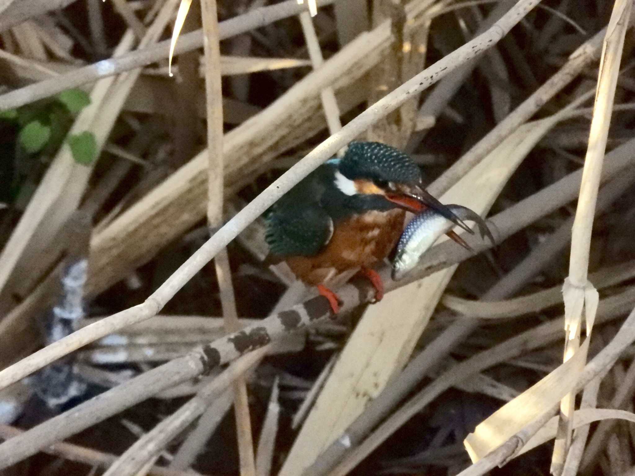 Photo of Common Kingfisher at 伝宇川 by どばと