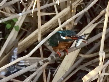 Common Kingfisher 伝宇川 Thu, 2/21/2019