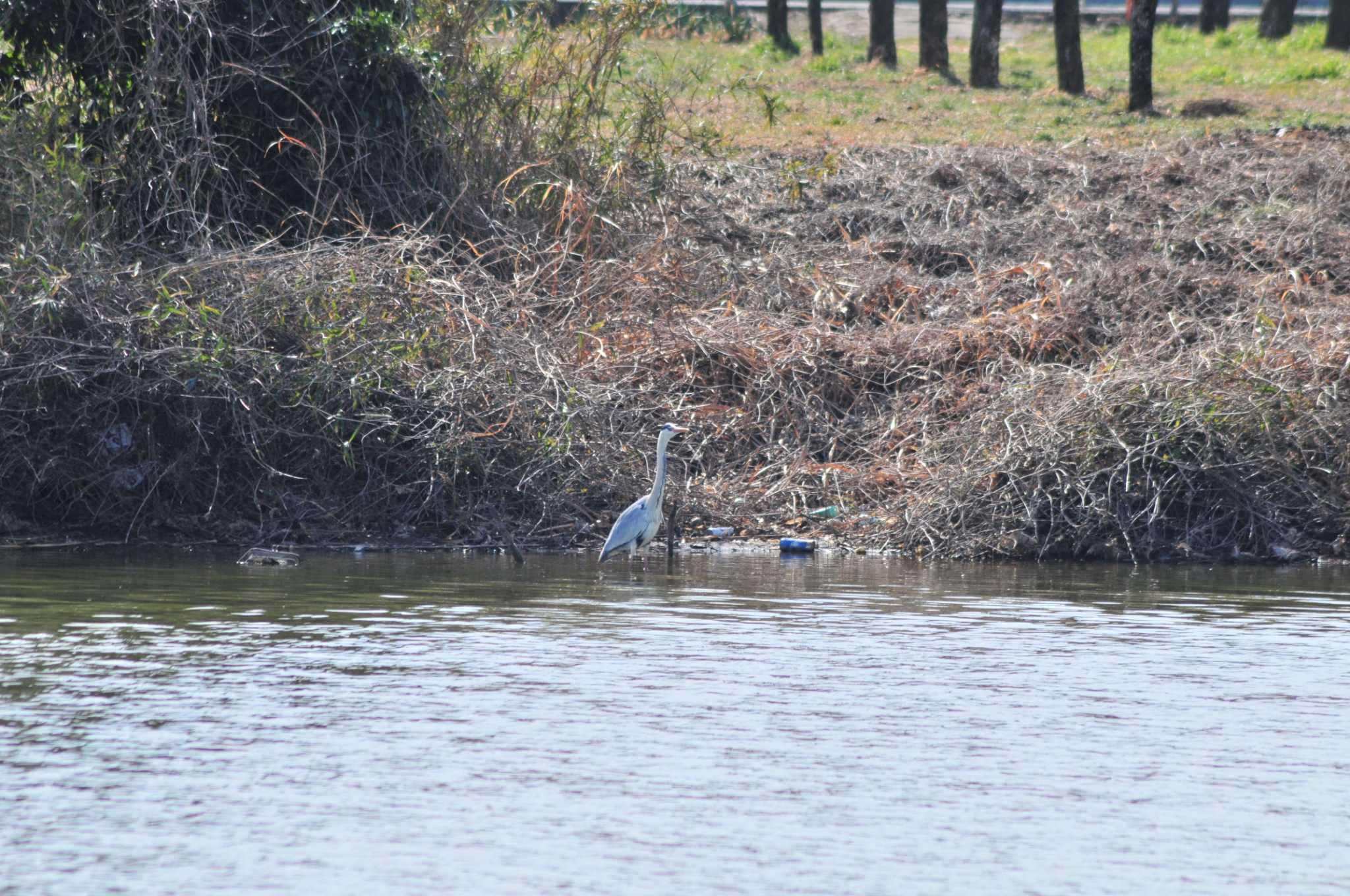 Grey Heron