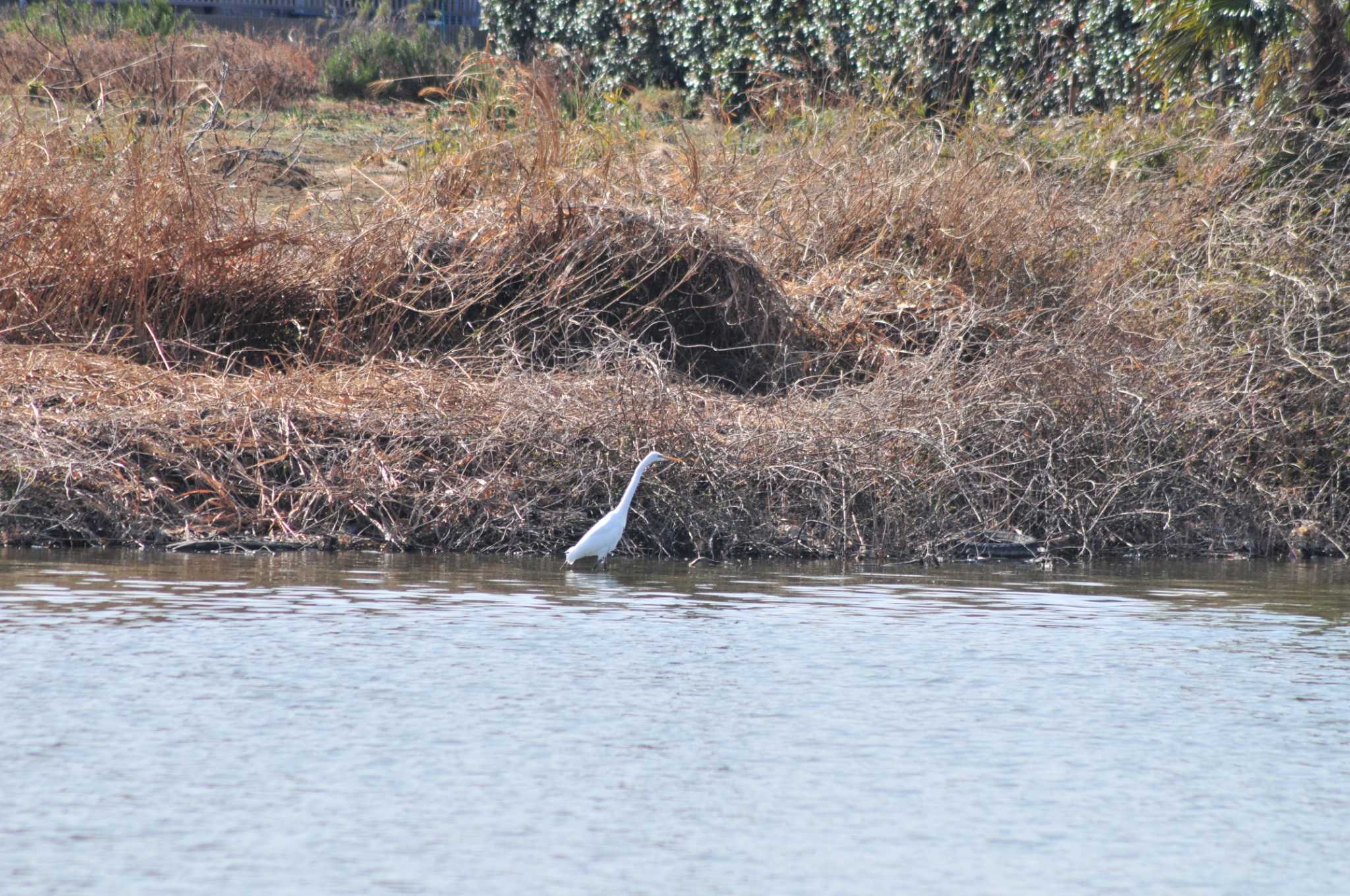 Photo of Great Egret at 山ノ神沼 by Lalxu