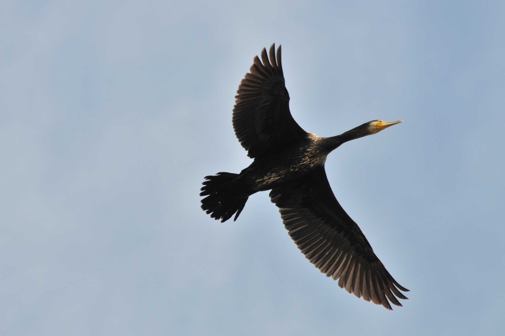 Great Cormorant