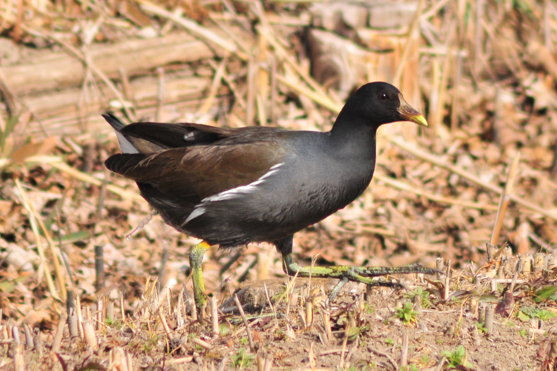 Common Moorhen