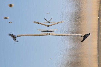 Sun, 2/24/2019 Birding report at 黒浜沼