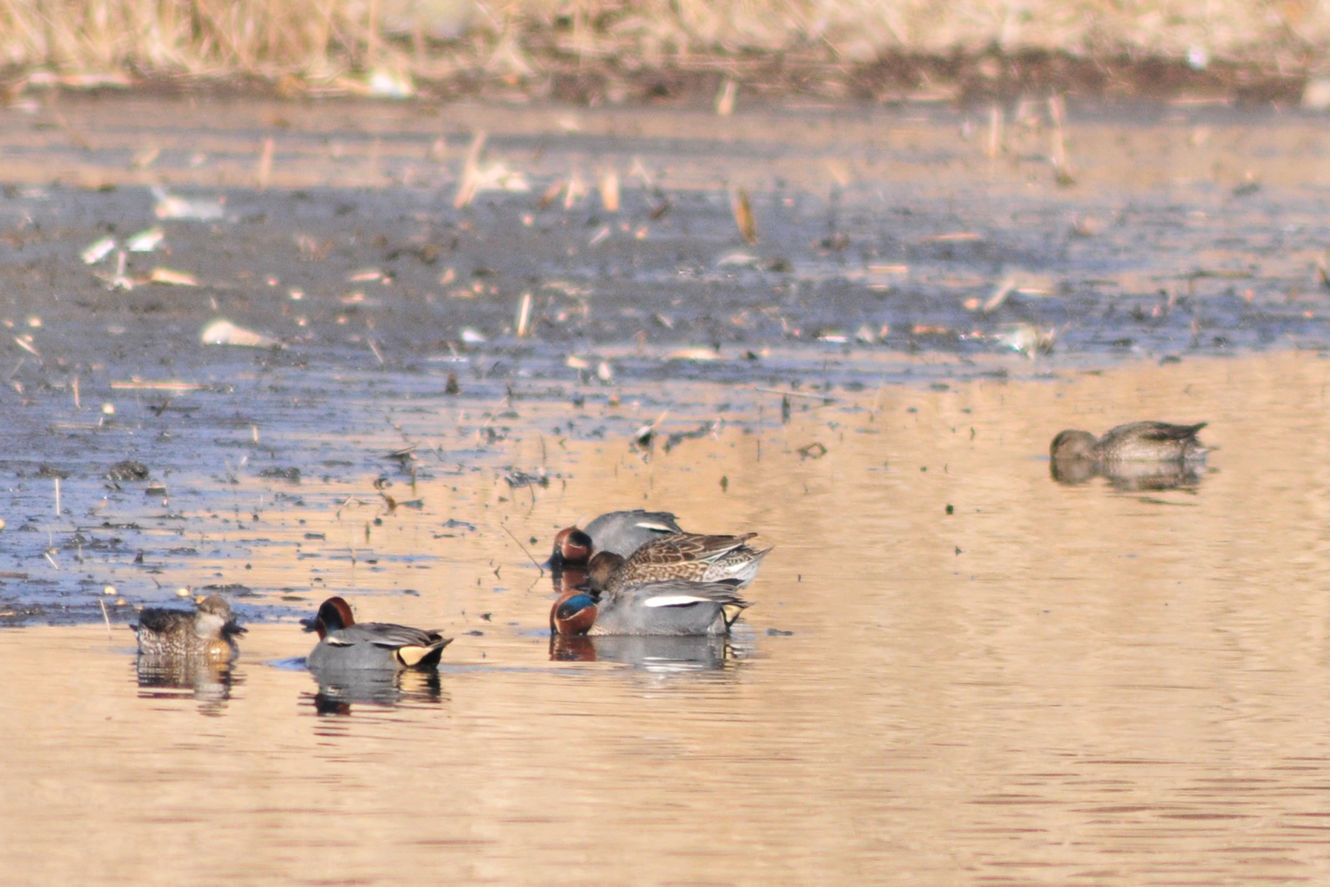 Eurasian Teal