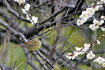 2019年3月4日(月) 加木屋緑地の野鳥観察記録