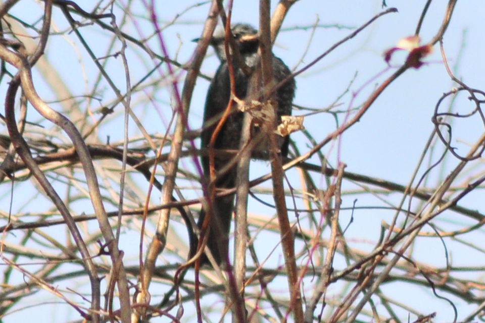 Brown-eared Bulbul