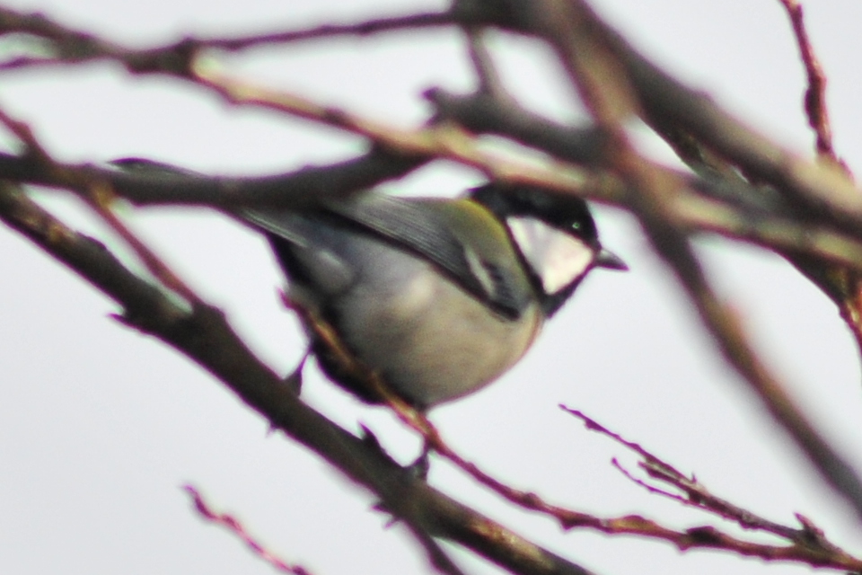 Japanese Tit