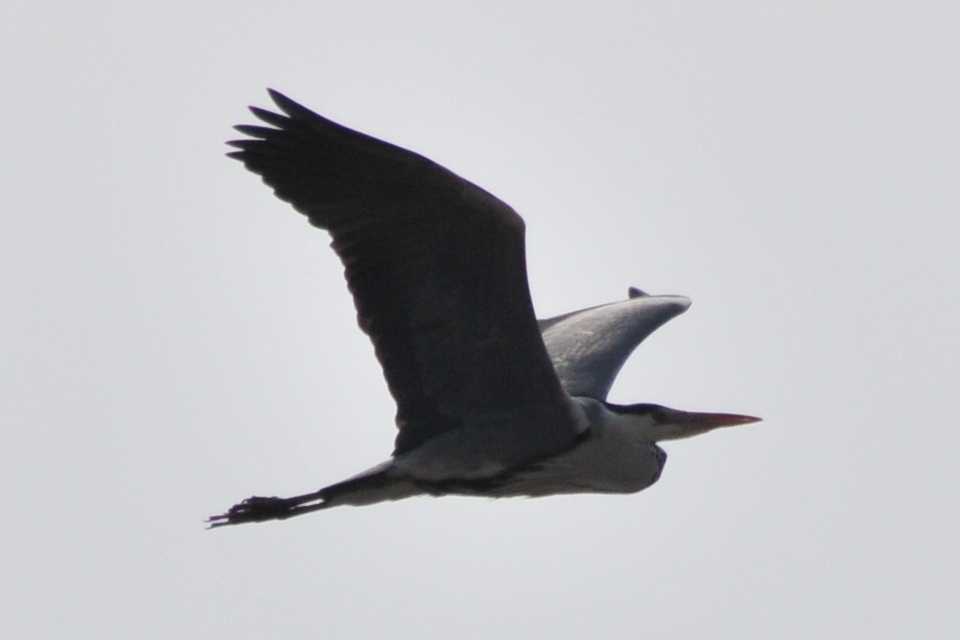 Grey Heron