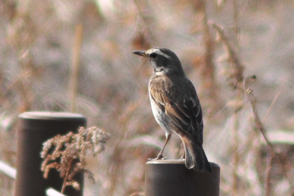 Photo of Dusky Thrush at 黒浜沼 by Lalxu