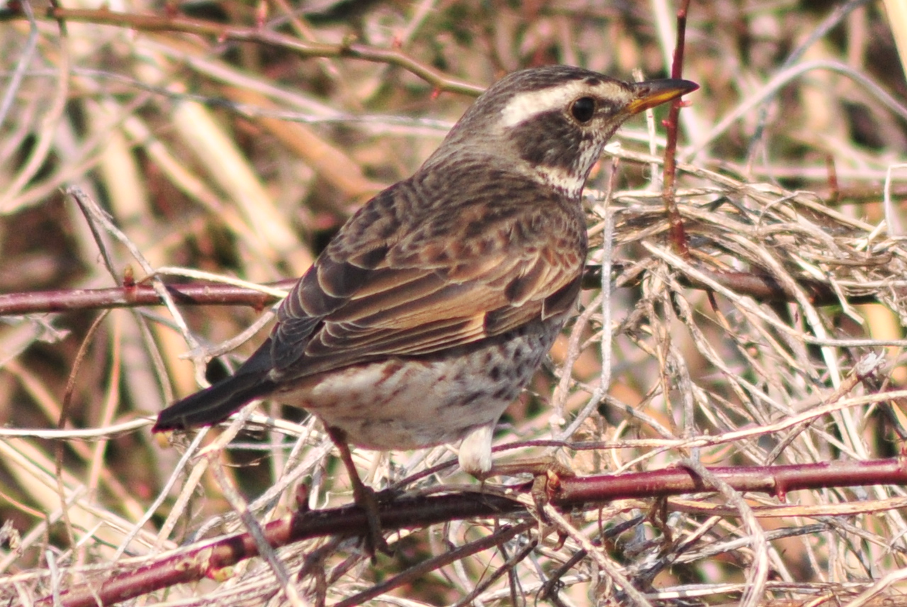 Dusky Thrush