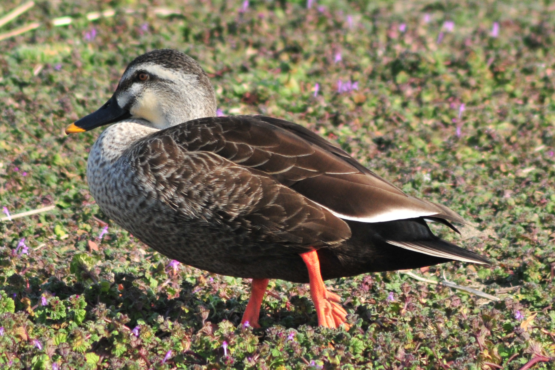 Eastern Spot-billed Duck