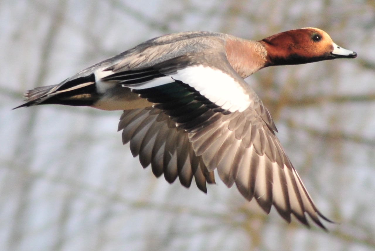 Eurasian Wigeon