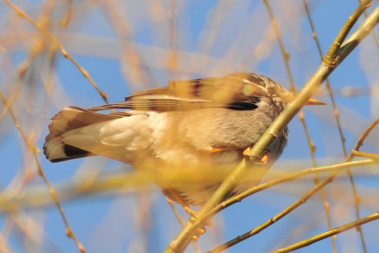 White-cheeked Starling