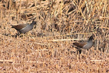 Common Moorhen 山ノ神沼 Sun, 2/24/2019