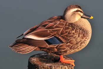 Eastern Spot-billed Duck 山ノ神沼 Fri, 3/1/2019