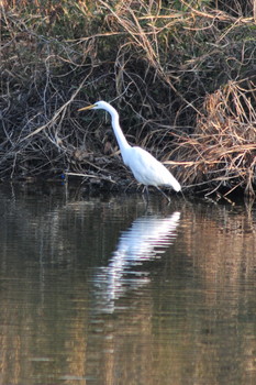 Great Egret 山ノ神沼 Fri, 3/1/2019