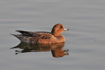 Eurasian Wigeon 山ノ神沼 Fri, 3/1/2019