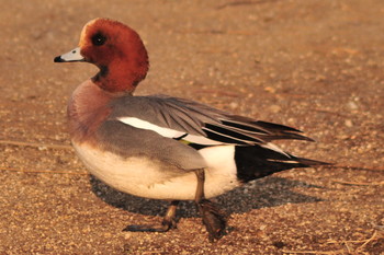 Eurasian Wigeon 山ノ神沼 Fri, 3/1/2019