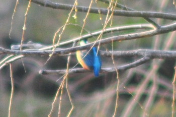 Common Kingfisher 山ノ神沼 Fri, 3/1/2019