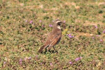 Dusky Thrush 山ノ神沼 Sat, 3/2/2019