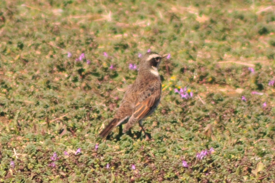 Dusky Thrush