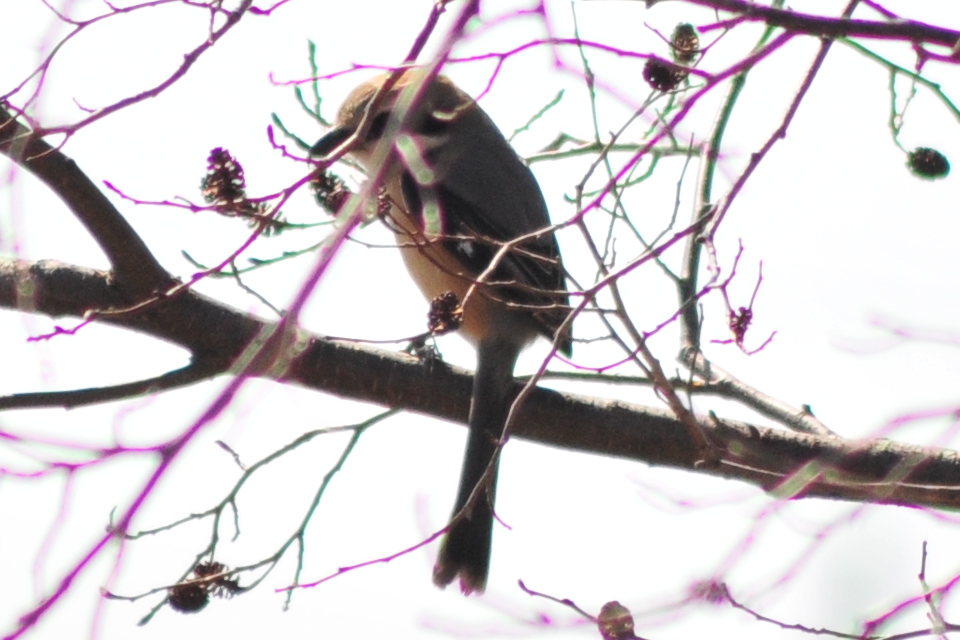 Bull-headed Shrike